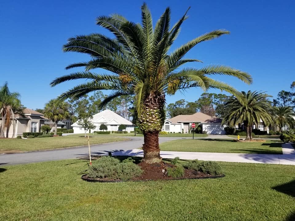 Freshly trimmed palm tree in a Florida neighborhood, tree trimming by Elvis Tree Climber Extraordinaire
